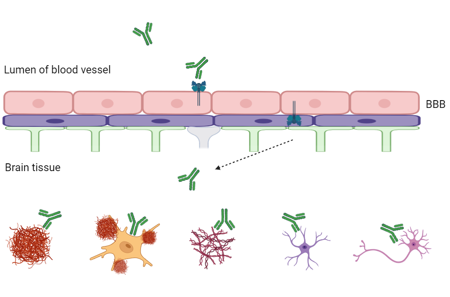 Nanjing RegeneCore Announces New Breakthrough in Brain-Penetrating Drug Delivery Technology